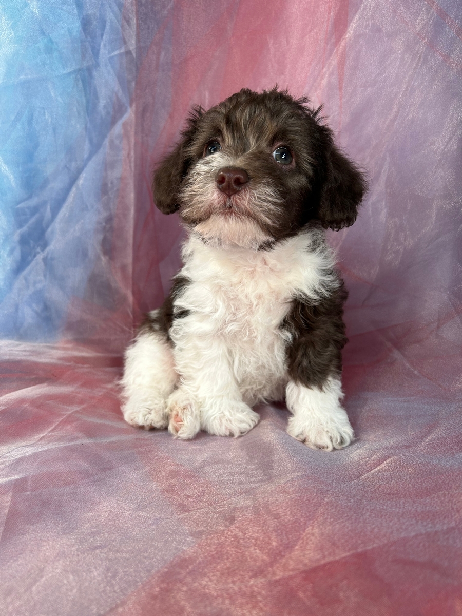 Male Schnoodle Puppy for Sale DOB 10-31-2022, $1200